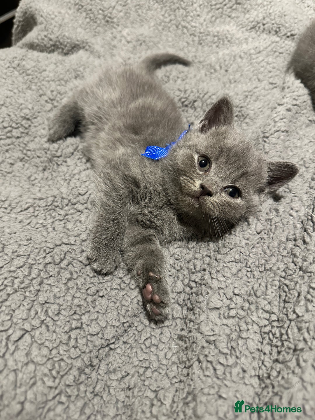 British Shorthair cats for sale: British Shorthair/Scottish Fold Kittens for sale - Image 14