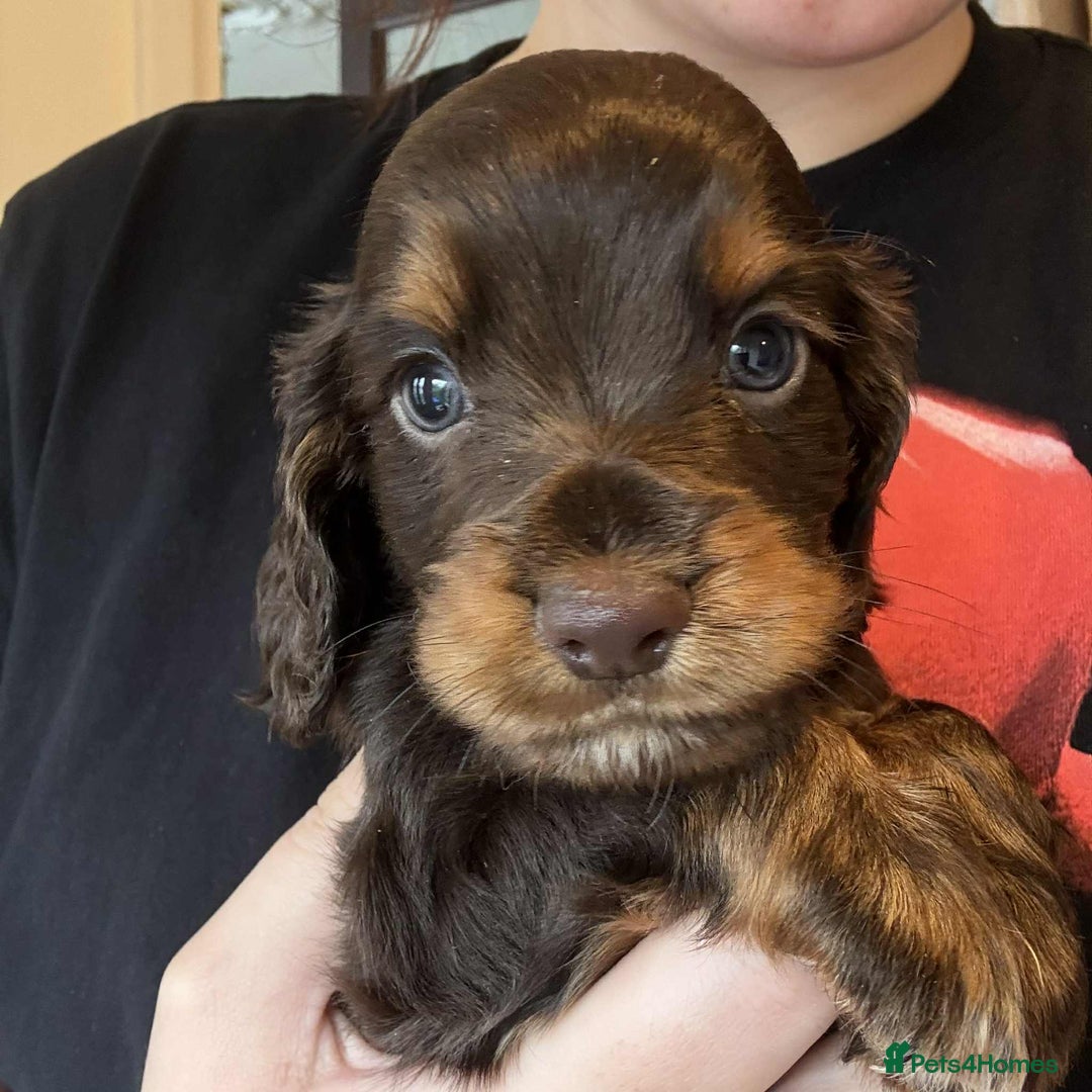 Cocker Spaniel dogs for sale: KC Registered Beautiful Cocker Spaniel Puppies  - Image 2