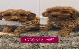Cockapoo dogs for sale: Cockapoo puppies looking for homes 🏠  - Image 10