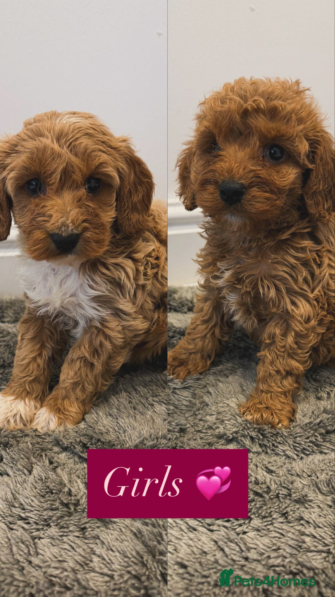 Cockapoo dogs for sale: Cockapoo puppies looking for homes 🏠  - Image 10