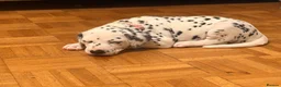 Dalmatian dogs for sale: 6 Dalmatian Puppies for Sale  in Heathfield - Advert 29