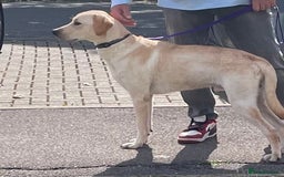 Labrador Retriever dogs for sale: Male labrador - Image 6