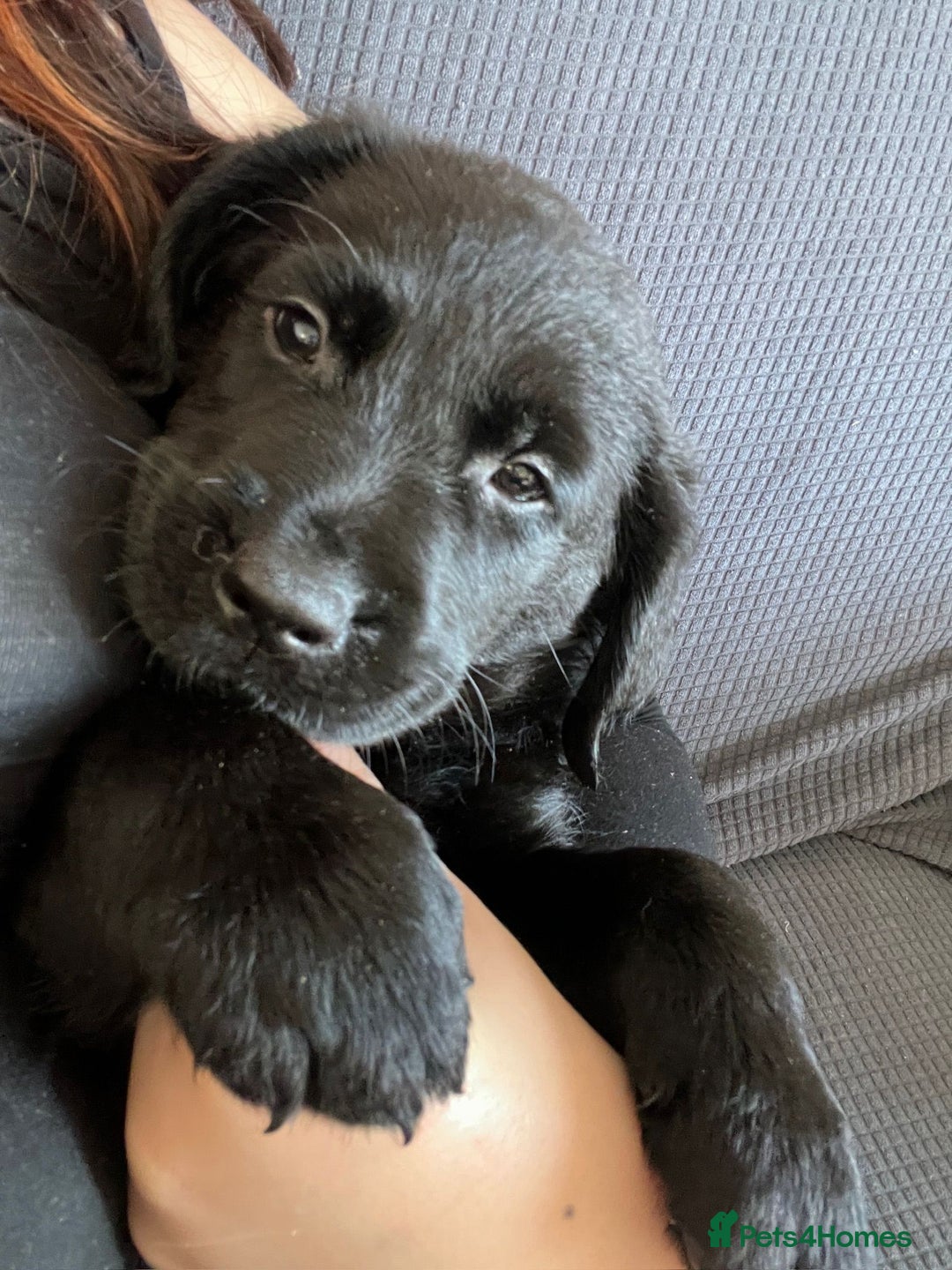Goldador dogs for sale: Goldador puppies for sale  - Image 4