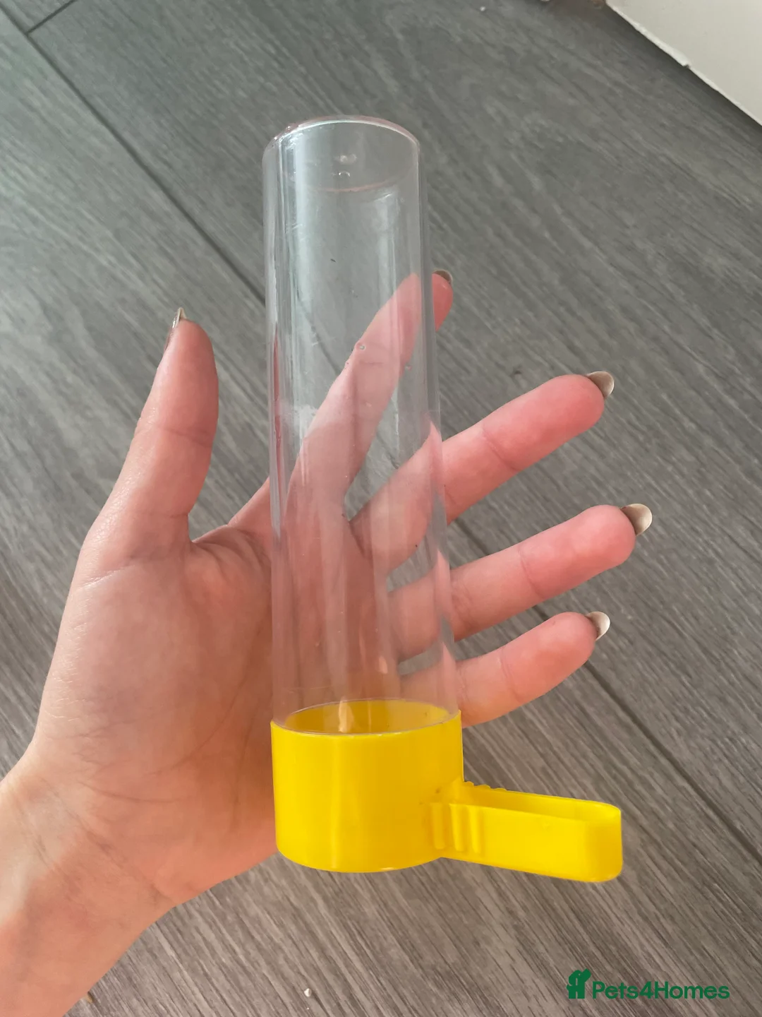 Canaries birds for sale: Canaries as a pair for sale - Advert 11