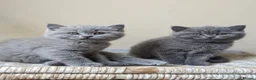 British Shorthair cats for sale: Boy and girl available- parents Pedigree  - Advert 10