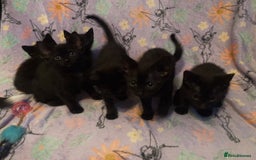 Domestic Shorthair cats for sale: 6 Black Kittens - Ready to leave! - Image 7