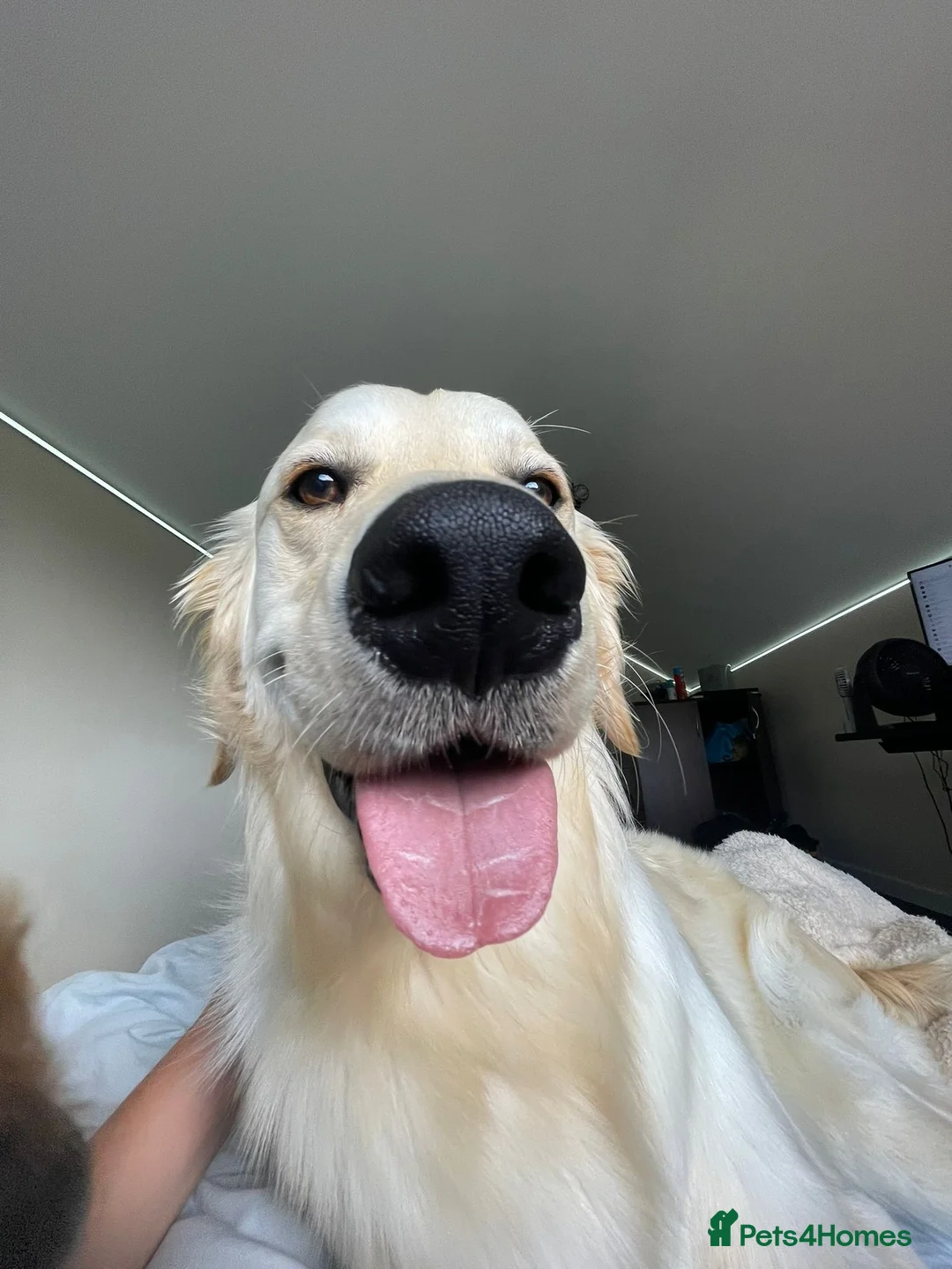 Golden Retriever dogs for sale: Meet 2 Yr old Arlo KC Registered Golden Retriever - Advert 4