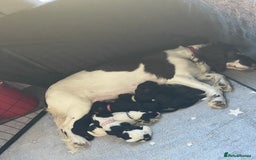 Mixed Breed dogs for sale: Cocker Spaniel cross Cavapoo Pups - Image 4