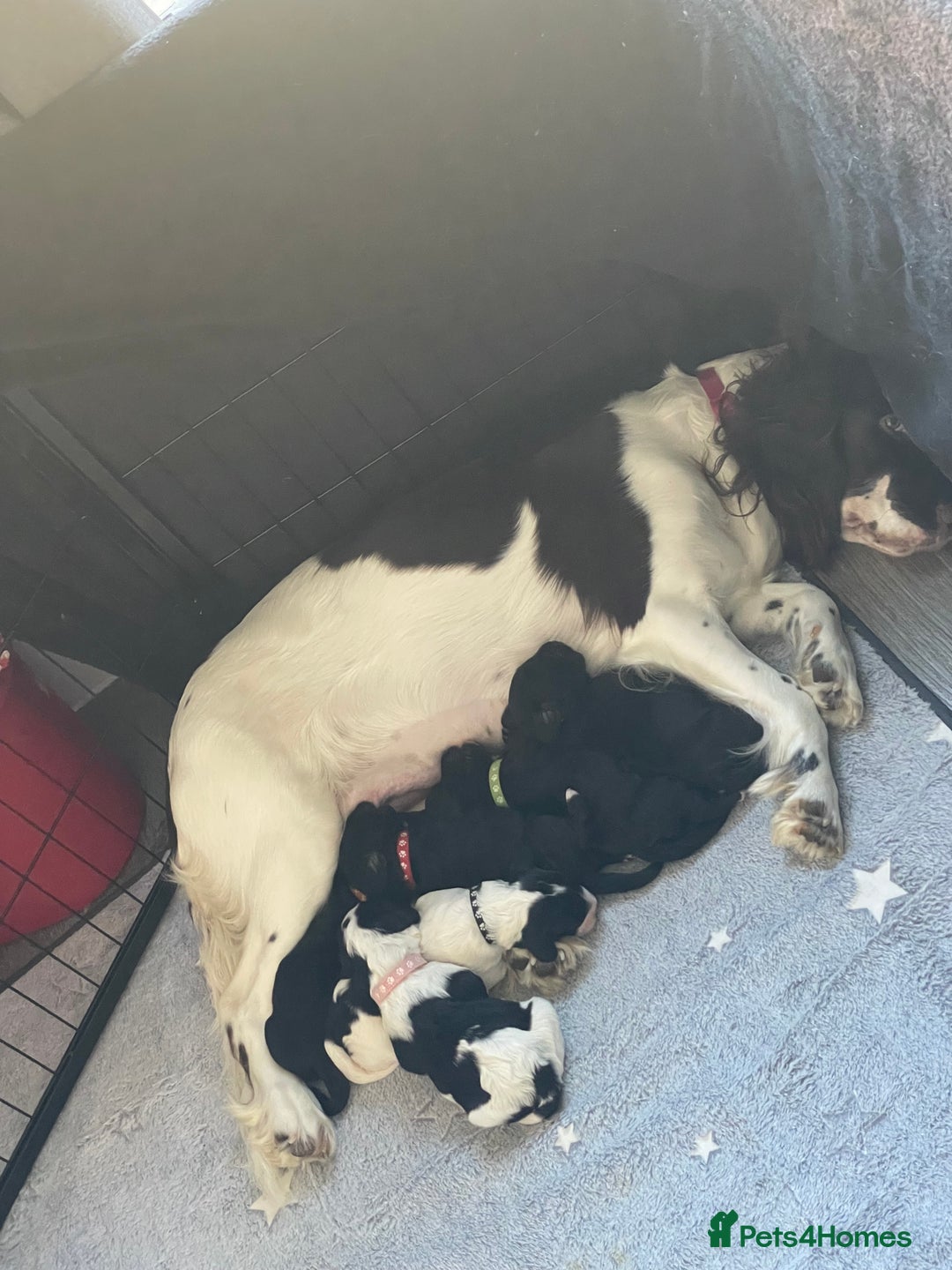 Mixed Breed dogs for sale: Cocker Spaniel cross Cavapoo Pups - Image 4