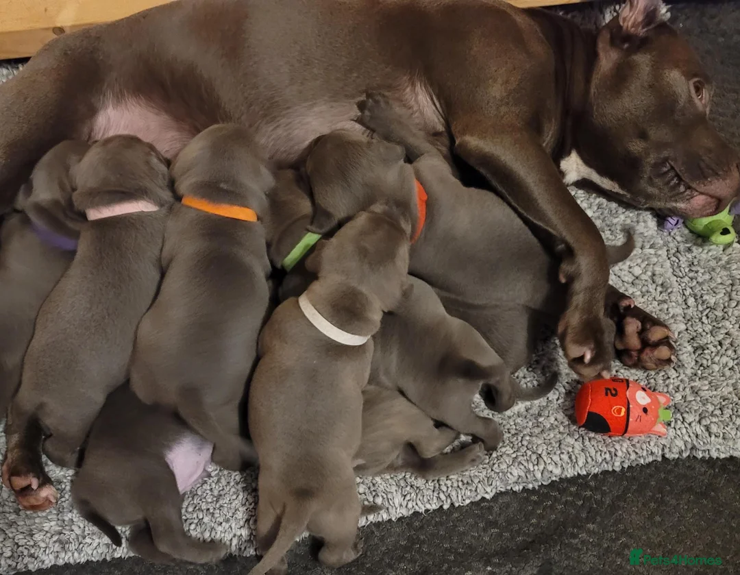 Staffordshire Bull Terrier dogs for sale: I have a beautiful Staffy puppy left.  - Advert 2