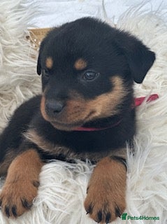 Rottweiler dogs  Rottweiler puppies needs a good home - Advert 9