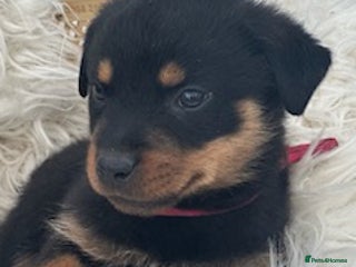 Rottweiler dogs Rottweiler puppies needs a good home - Advert 1