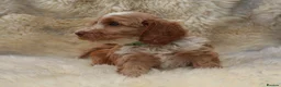 Cockapoo dogs for sale: FI CHAMPAGNE AND WHITE  MALE FROM 5* BREEDER - Advert 7