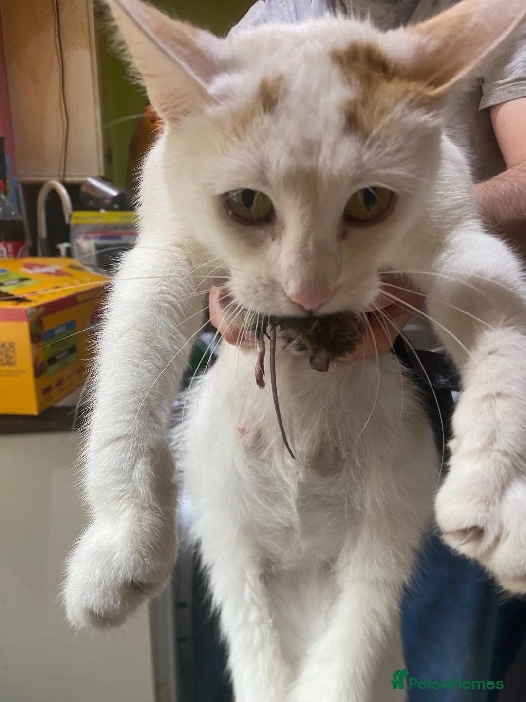 Mixed Breed cats for sale: Beautiful dog friendly kittens  - Advert 16