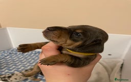 Miniature Dachshund dogs for sale: Miniature dachshund pups  - Image 10
