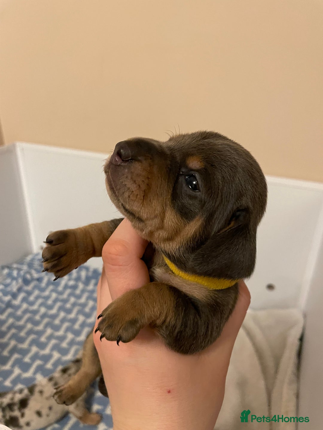 Miniature Dachshund dogs for sale: Miniature dachshund pups  - Image 10