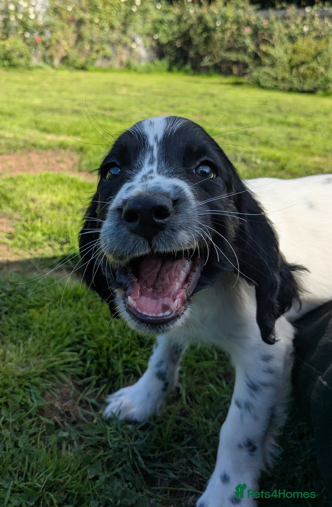 English Springer Spaniel dogs for sale: Speckled boy,playful & kind natured,HEALTH TESTED - Image 6