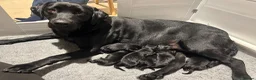 Labrador Retriever dogs for sale: Beautiful Black Labrador Puppies for Sale - Advert 1