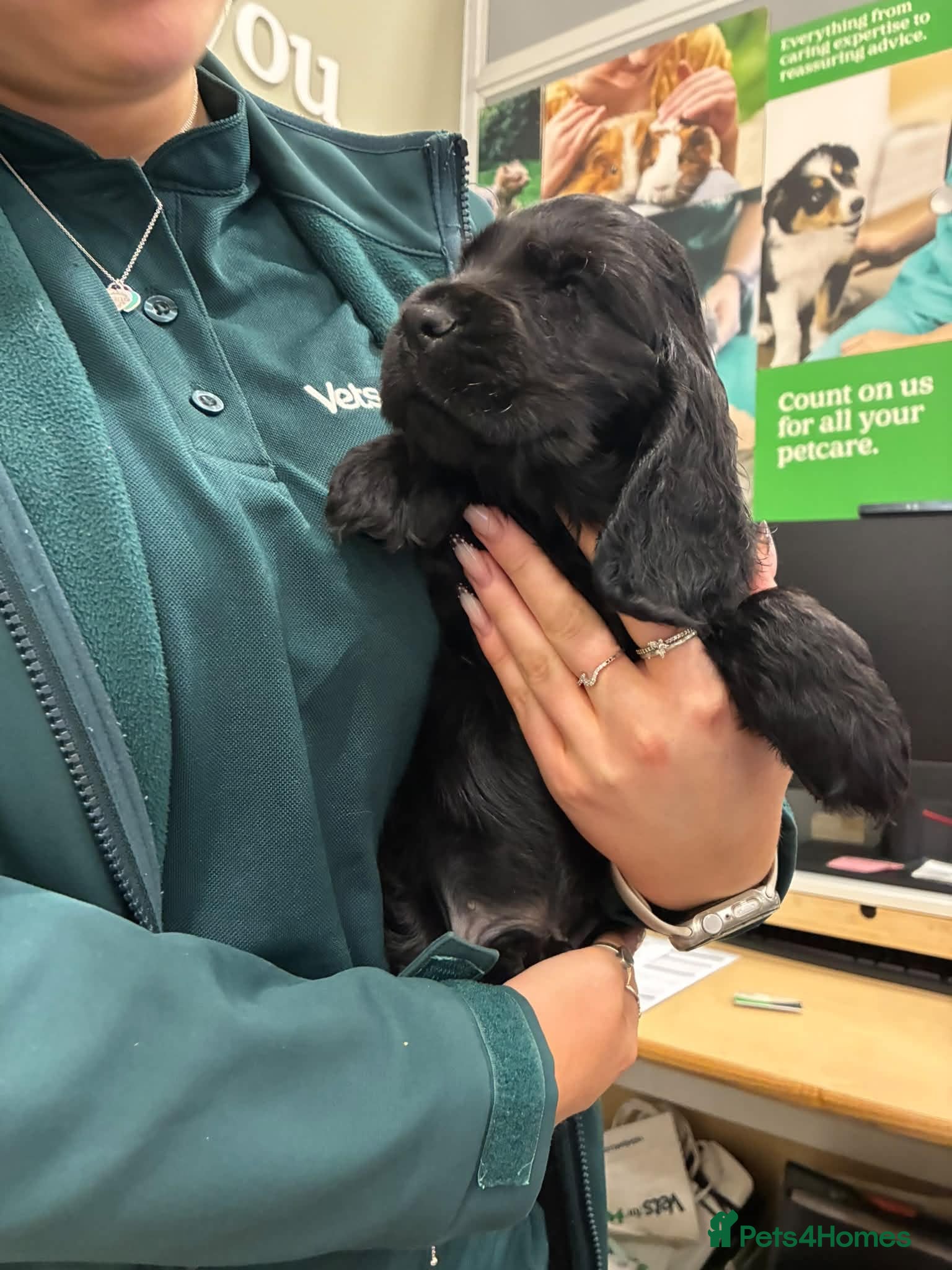 Cocker Spaniel dogs Show Cocker Spaniel puppies  - Advert 2