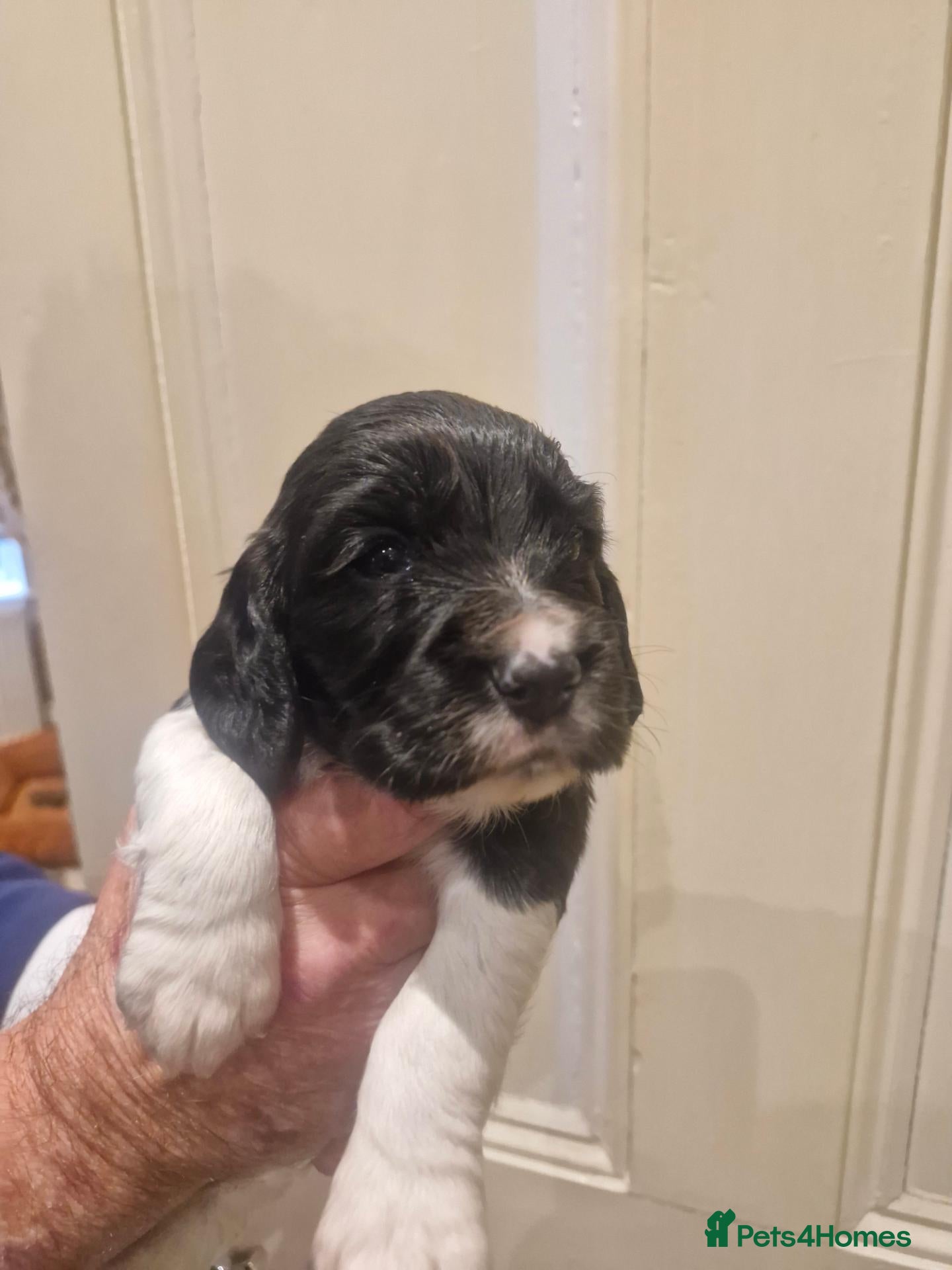 Cocker Spaniel dogs KC registered working cocker spaniels - Advert 2