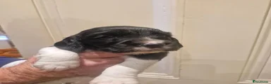 Cocker spaniel 1
