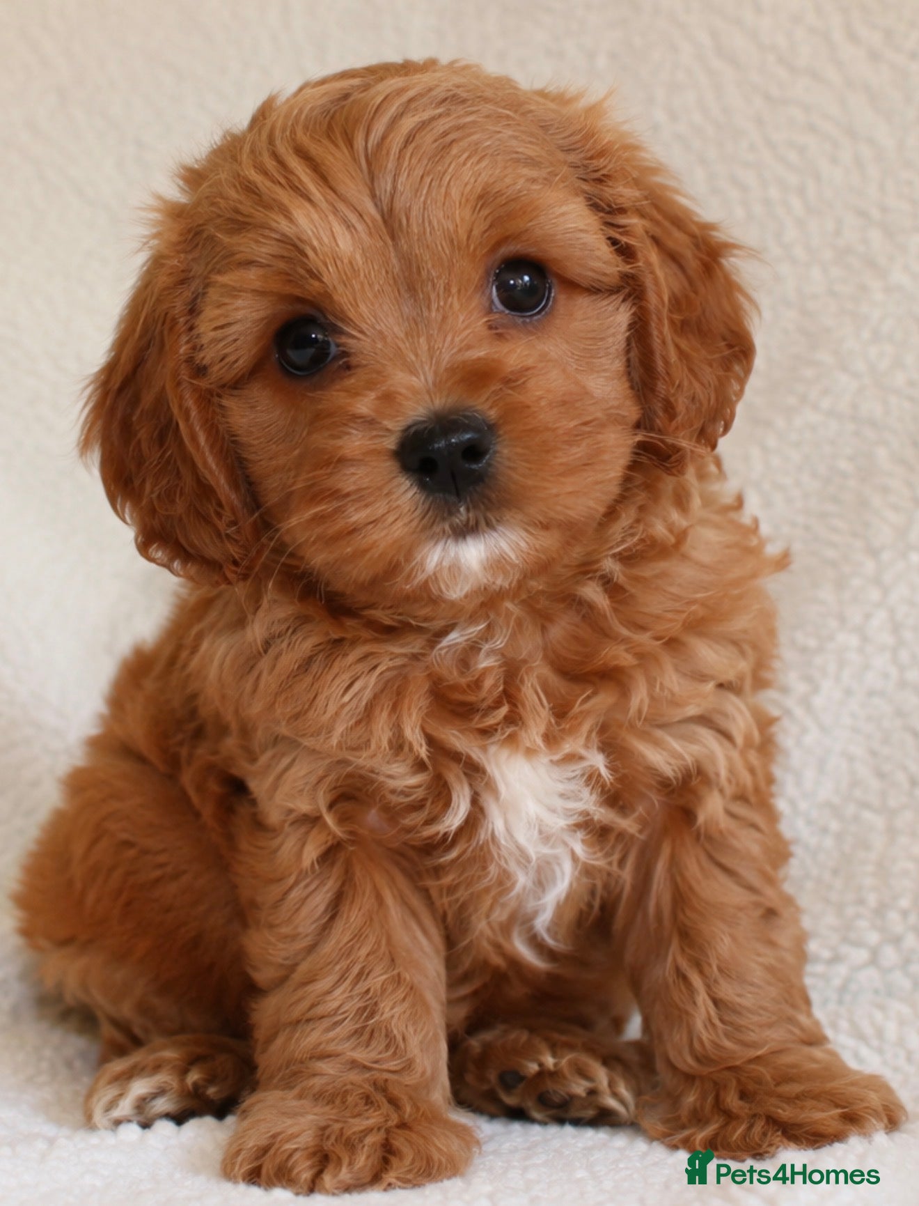 Toy Poodle dogs Toilet trained Toy poodle cross F1Cavapoo puppies - Advert 2