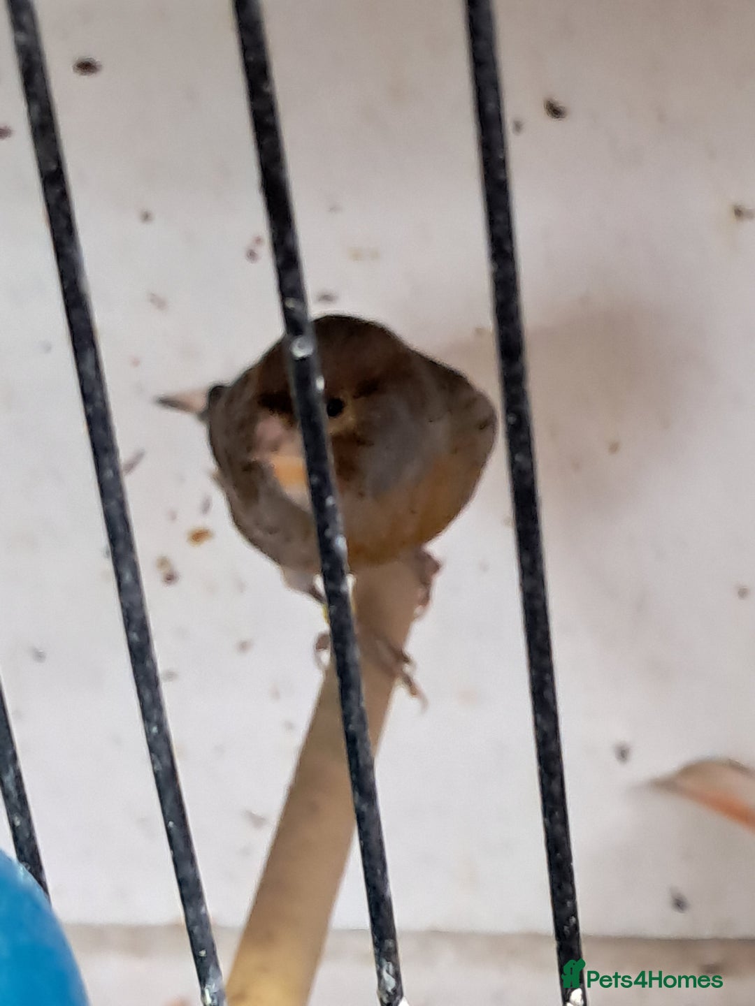 Canaries birds for sale: CANARIES and Budgies  - Image 4