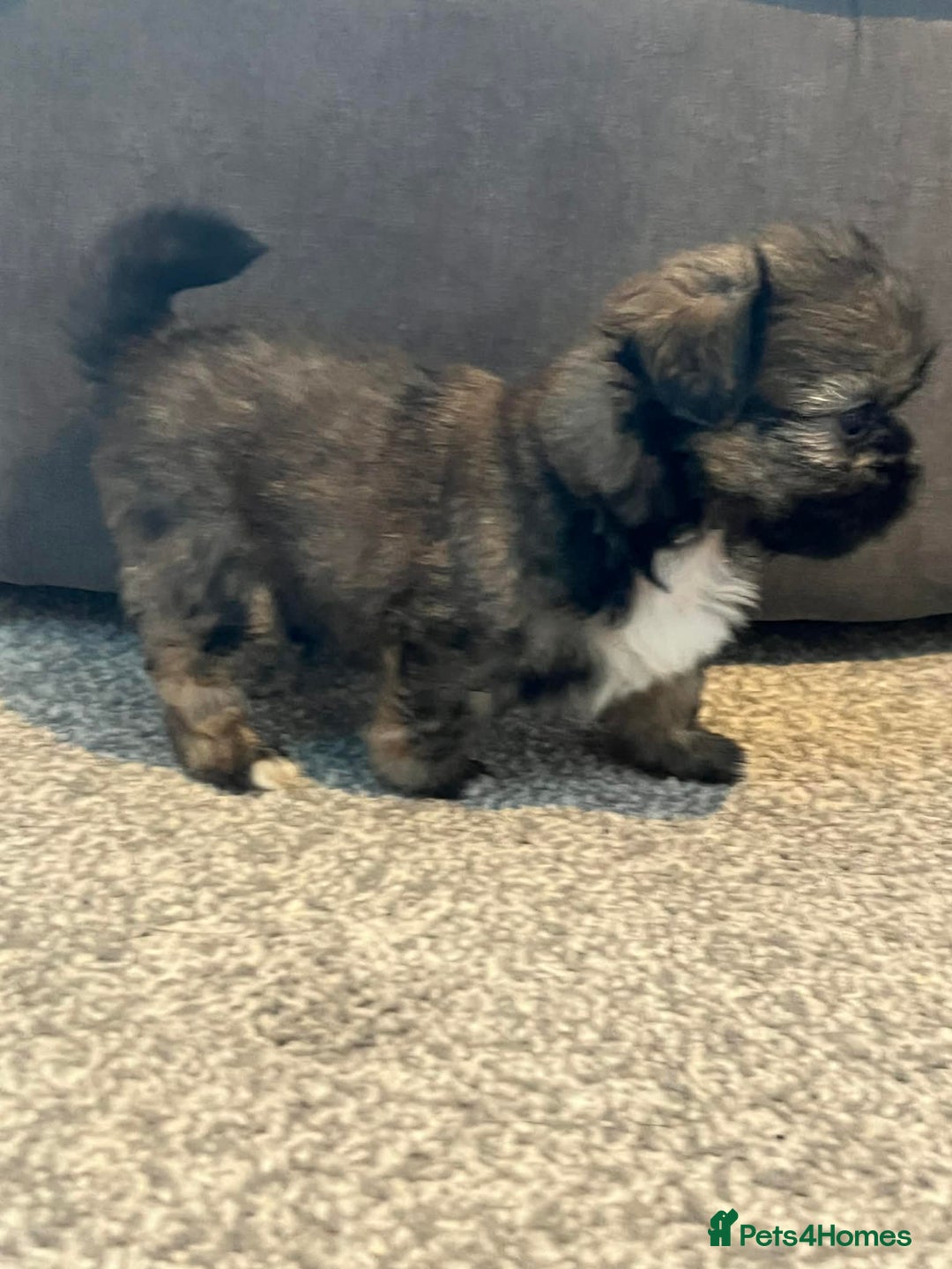 Zuchon dogs for sale: Bichon x Westie x Shih zu  - Advert 21