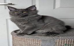 Maine Coon cats for sale: Maine coon kitten. Tica registered - Image 10