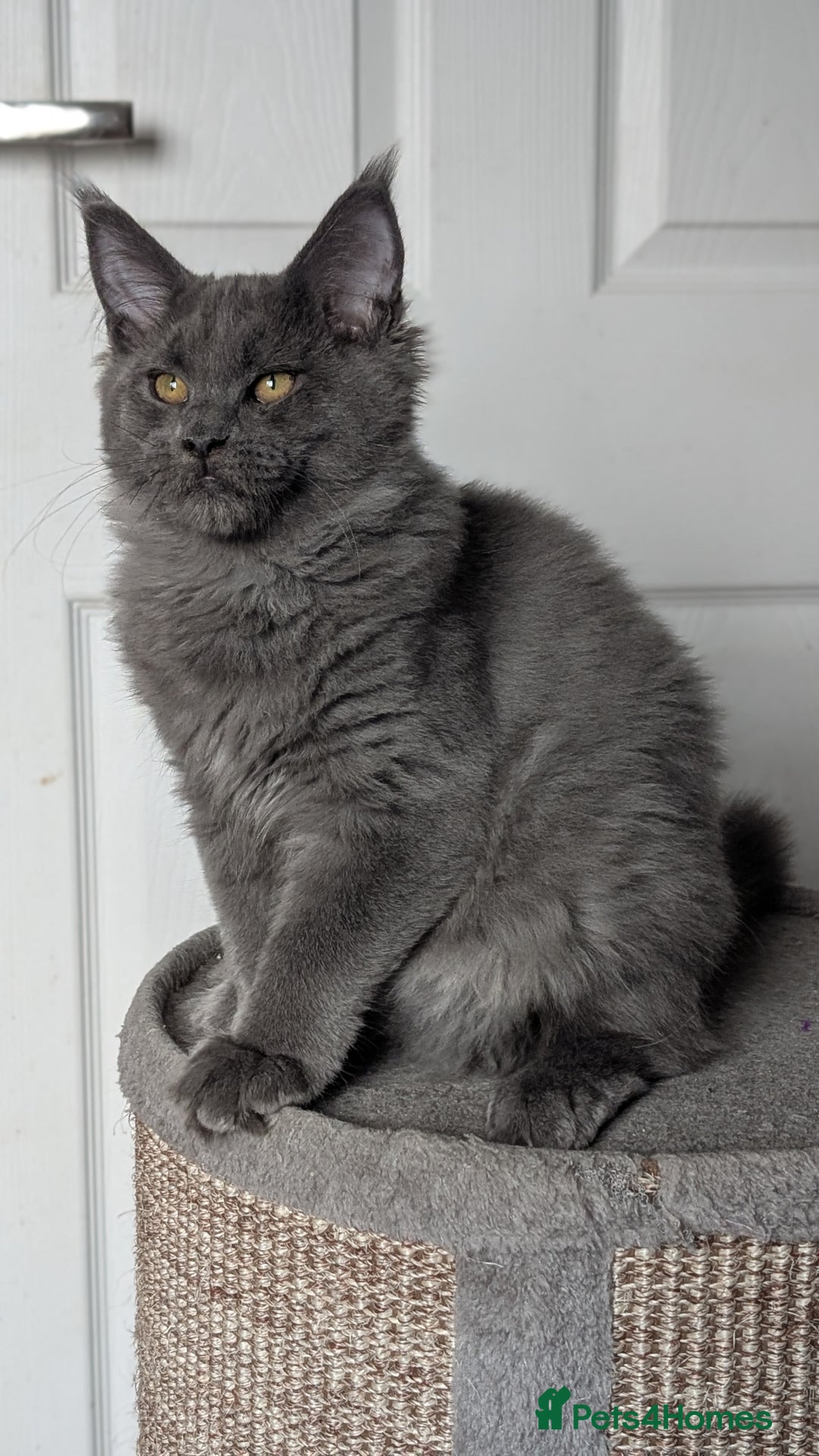Maine Coon cats for sale: Maine coon kitten. Tica registered - Image 10
