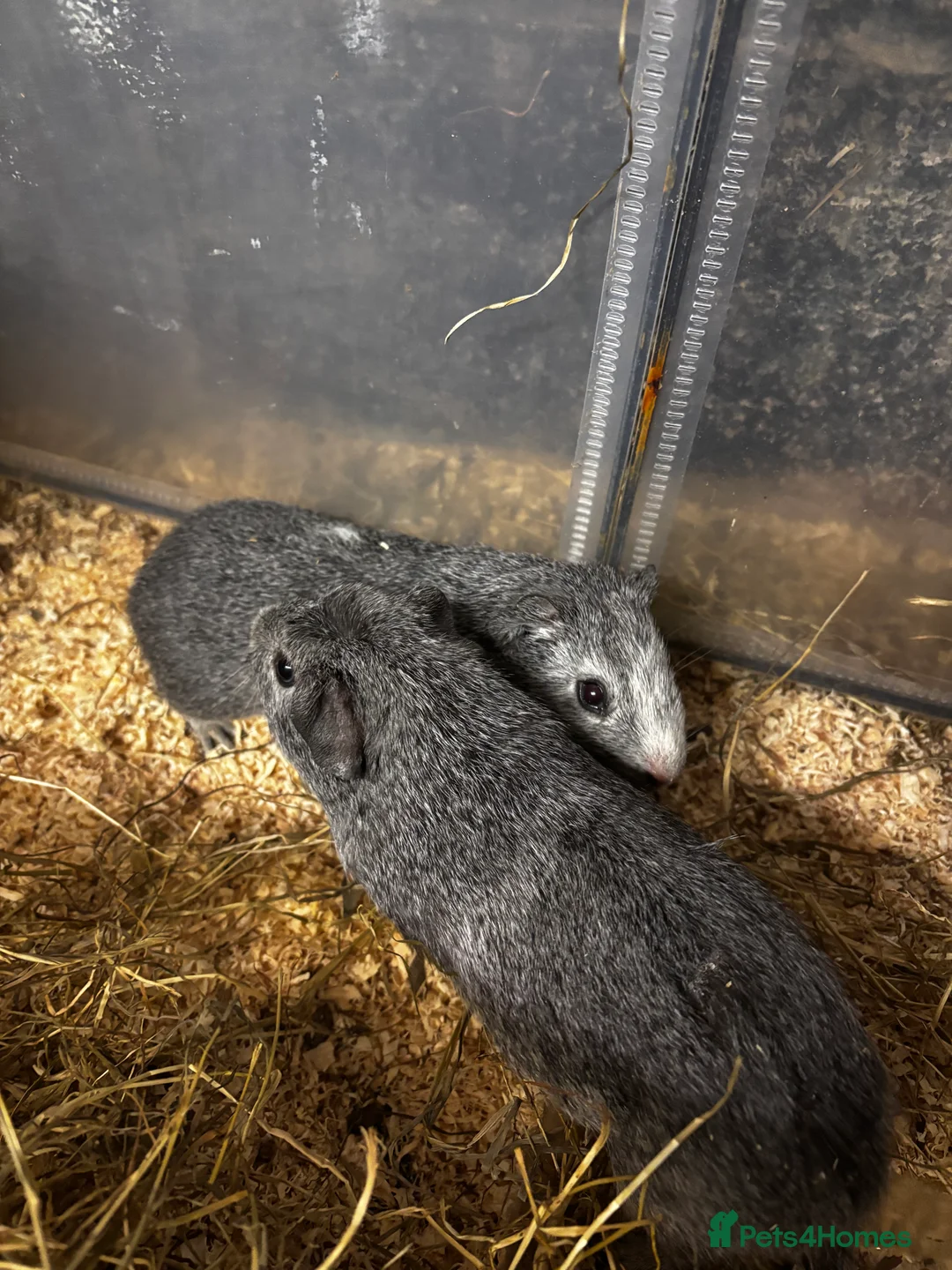 Guinea Pig rodents for sale: Beautiful baby female guinea pigs  - Advert 2