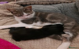 Domestic Shorthair cats for sale: 4 cats need rehoming  **  - Advert 5