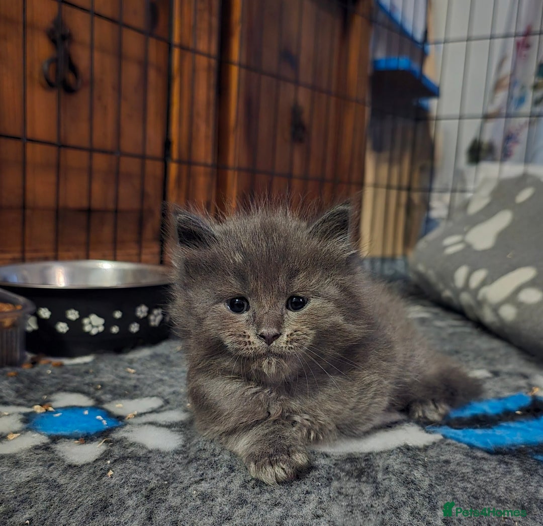 Maine Coon cats for sale: Stunning Maine Coon X  - Image 1