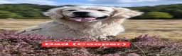 Golden Retriever dogs for sale: Gorgeous Golden Retriever Puppies KC Reg  - Advert 7