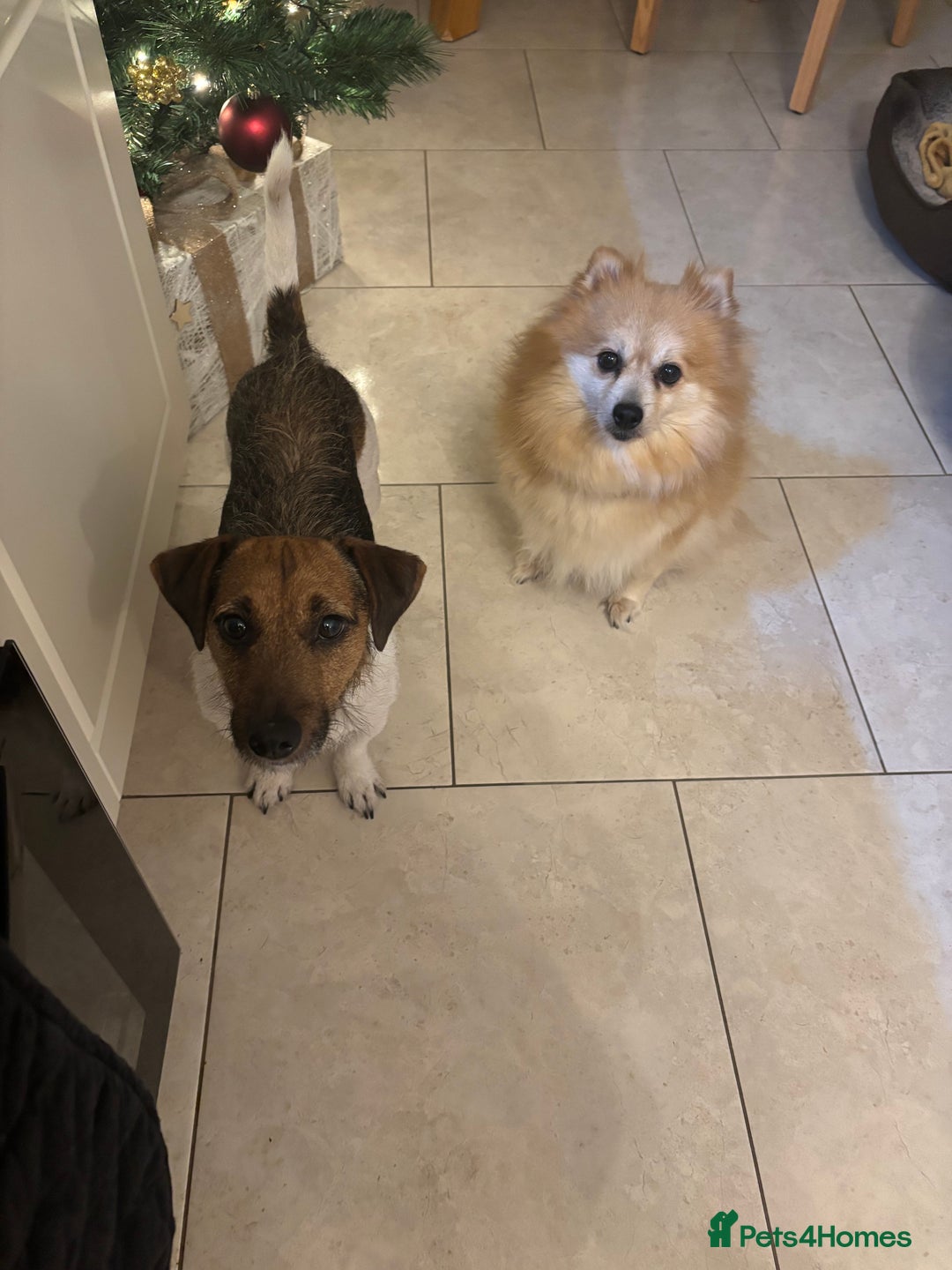 Mixed Breed dogs for sale: Jackaranian puppies - Advert 22