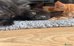 Maine Coon cats for sale: *ready now* Beautiful big Maine coon x BSH kittens - Image 12