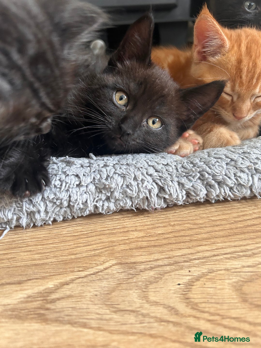 Maine Coon cats for sale: *ready now* Beautiful big Maine coon x BSH kittens - Image 12