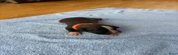 Boxer dogs for sale: Beautiful Boxer Puppies Ready for Loving Homes 🐶 in Birmingham - Advert 4