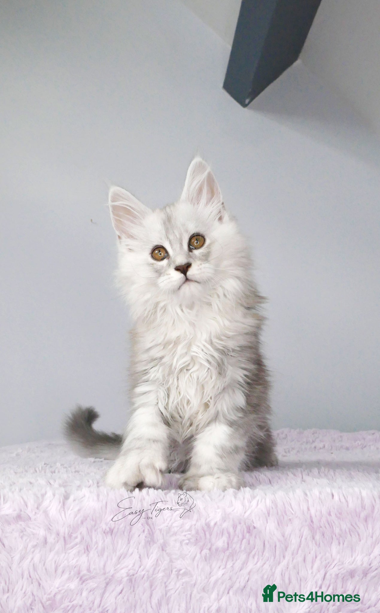 Maine Coon cats Beautiful Maine Coon kittens ( polydactyl)  - Advert 5