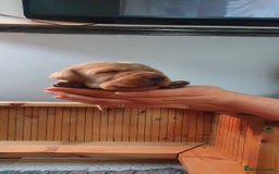 Labrador Retriever dogs for sale: Fox red Labrador - Image 12