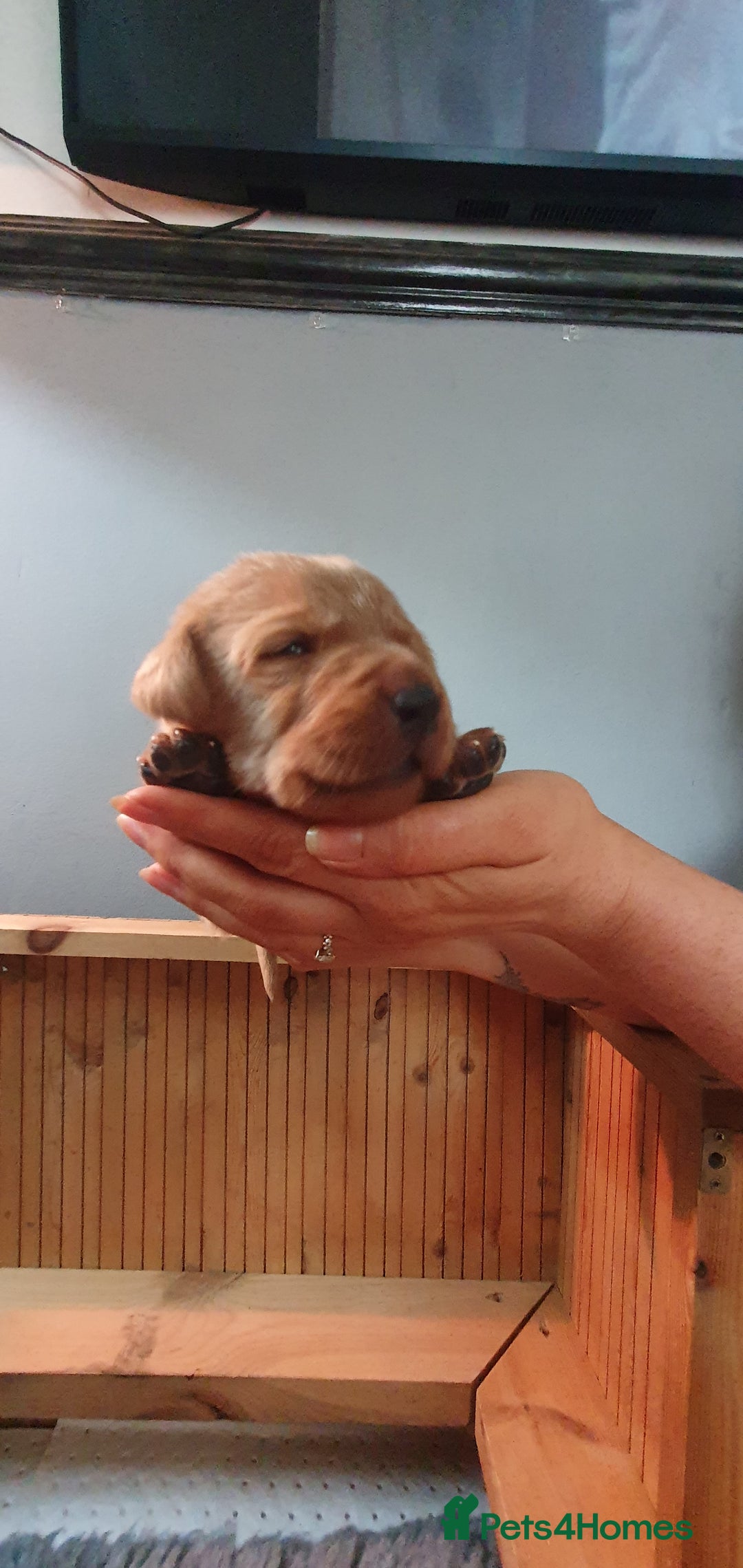 Labrador Retriever dogs for sale: Fox red Labrador - Image 12