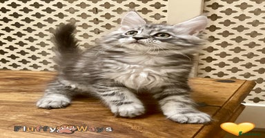 Maine Coon cats - Advert 8