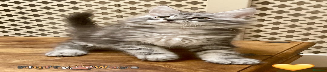 💛 Black Silver Classic Tabby Girl 💛