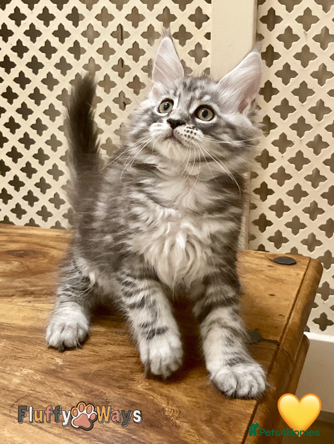 Maine Coon cats for sale: 🐾🦁 *TICA* MAINE COON KITTENS 🧬 DNA CLEAR 🦁🐾 - Image 2