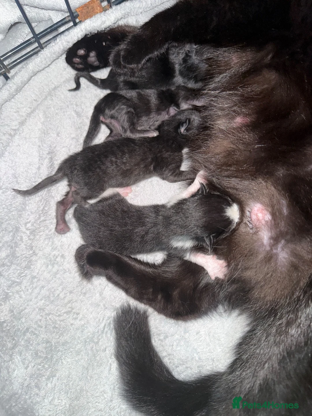 Domestic Shorthair cats for sale: 4 gorgeous babies in Milton Keynes - Advert 3
