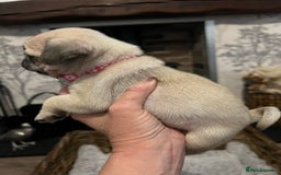 Pug dogs for sale:  Stunning Pug Puppies - Image 4
