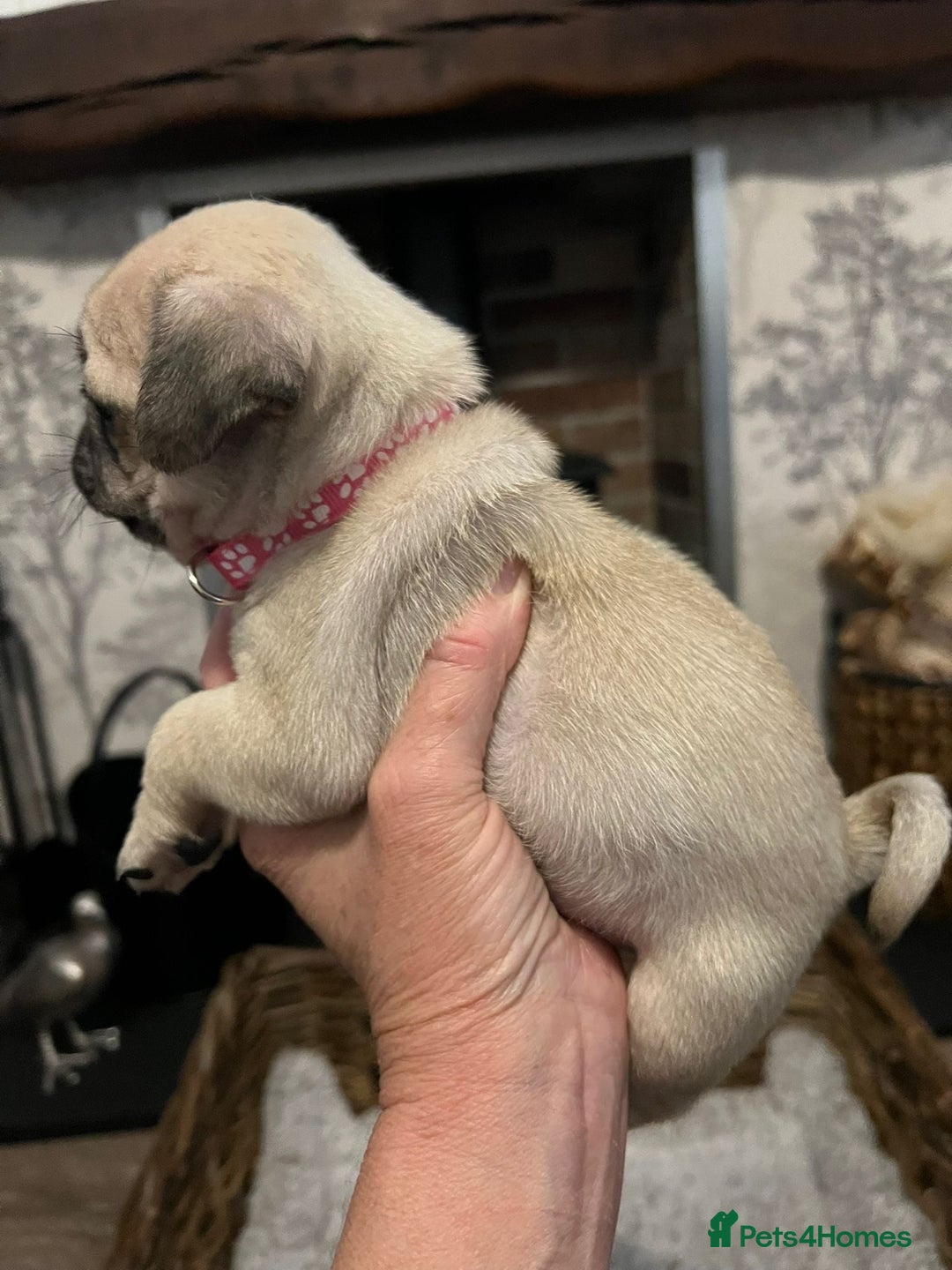 Pug dogs for sale:  Stunning Pug Puppies - Image 4