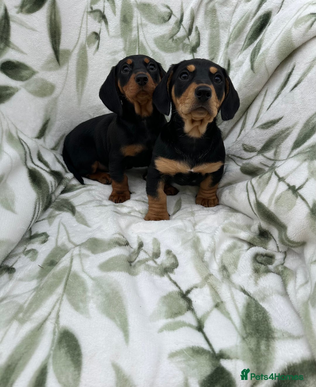 Dachshund dogs for sale: 2 Beautiful dachshunds left!!! - Advert 5