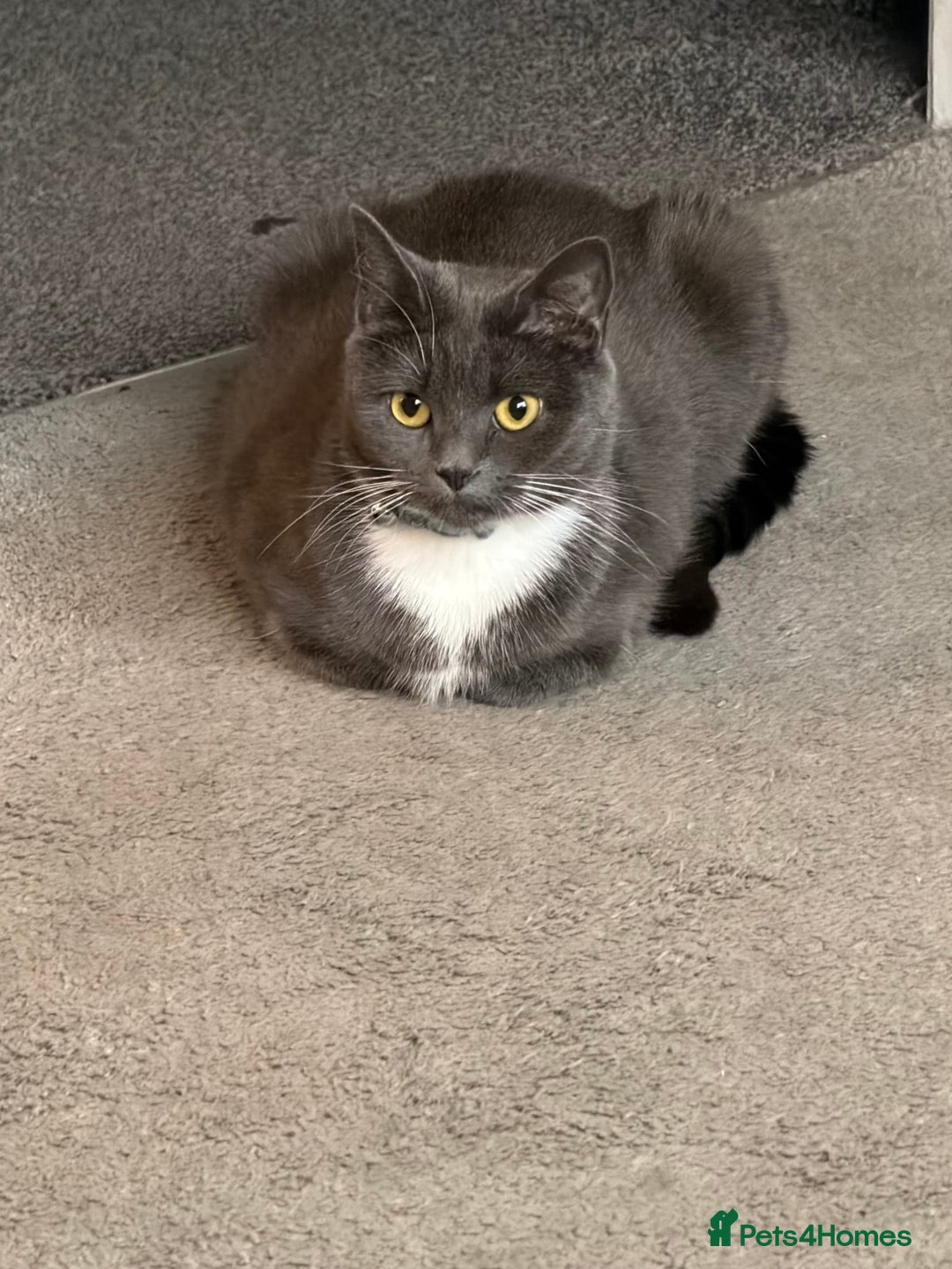 British Shorthair cats for sale: Two beautiful bi colour girls ready for new homes  - Advert 23