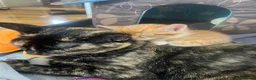 Mixed Breed cats for sale: 3 kittens for sale  - Advert 3
